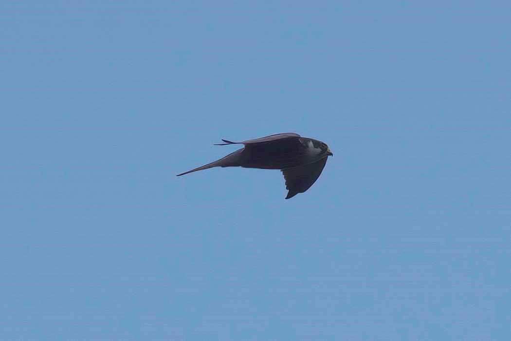 Eurasian Hobby